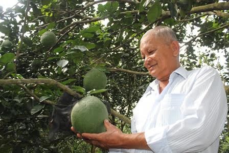Growing green-skin grapefruits helps build new rural areas in Ben Tre - ảnh 1
